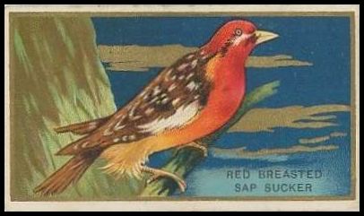 36 Red Breasted Sap Sucker